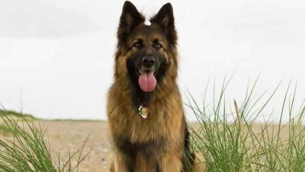 如何应对德国牧羊犬的难产问题（宠物养护指南）