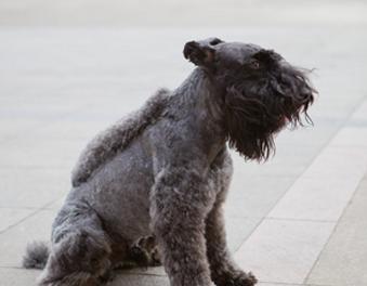 如何训练宠物犬进行凯利蓝梗排便（教你用科学方法让凯利蓝梗排便更顺畅）