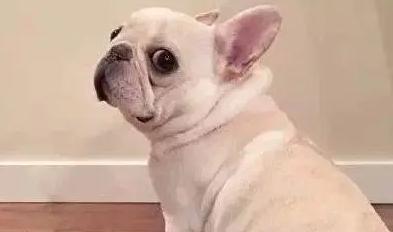 治疗法国斗牛犬胃肠炎的综合方法（以宠物为主，掌握有效的胃肠炎治疗技巧）