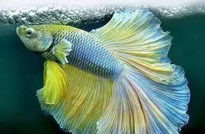 五鳍相逢的饲养方法（打造健康美丽的水族世界）