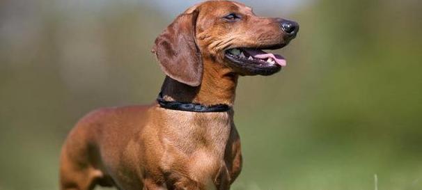 腊肠犬的聪明程度（探究腊肠犬在宠物界中的智商表现）