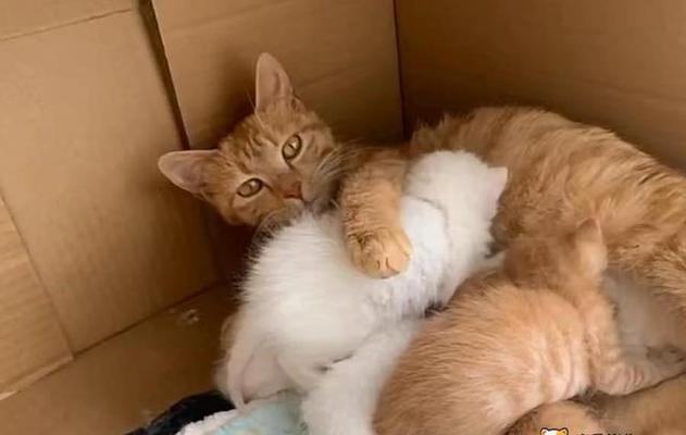 猫妈妈产下小猫，注意事项大全（如何照顾新生小猫，让它们健康快乐成长）