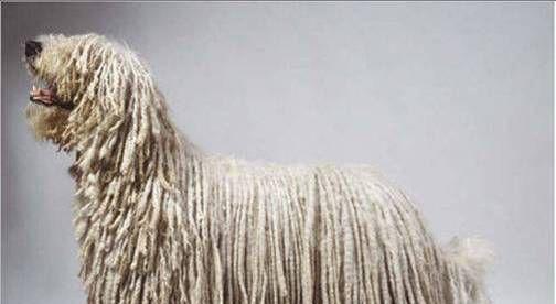 可蒙犬毛发打结了怎么办？（教你如何轻松梳理犬毛发，让可蒙犬变回毛茸茸的宠物）