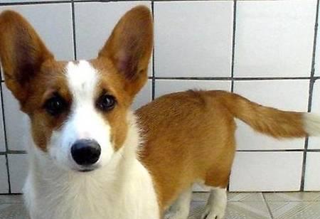 揭秘柯基犬舔尾巴的原因（探究柯基犬自舔行为的背后含义）