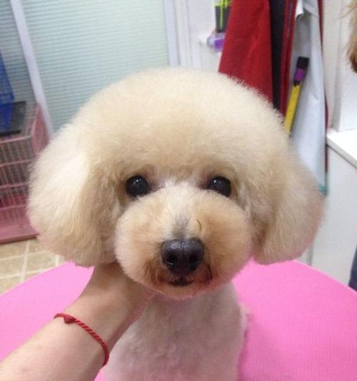 狗狗头部美容全攻略（让你的爱犬美美哒）