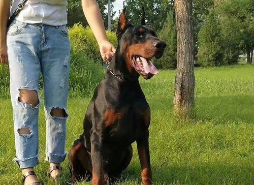 冬天也不能停止杜宾犬的运动（宠物的健康需要我们的关注）