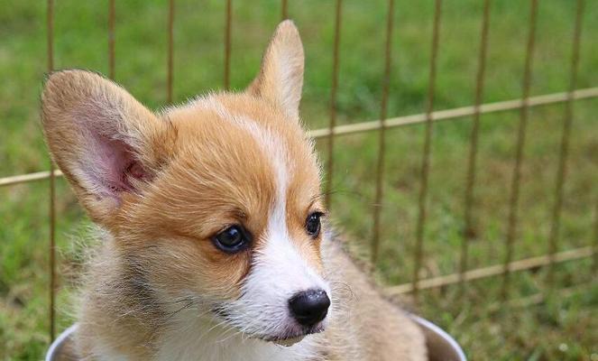 喂牛奶给柯基犬需要注意的六大要点（宠物主人必读，让你的柯基犬健康成长）