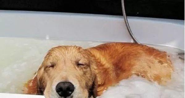 如何保养金毛犬的被毛（让金毛犬的被毛更加健康亮丽）
