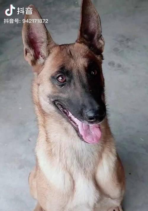 如何让以马犬幼犬晚上安静（以宠物为主，让你的家更加舒适）
