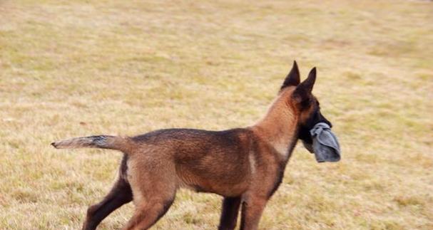 揭秘以马犬立耳的时间（探讨以宠物为主的养犬知识，解决立耳问题）