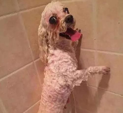 剃胎毛是泰迪犬的必要护理吗？（揭开泰迪犬剃胎毛的真相，保证宠物健康美丽）