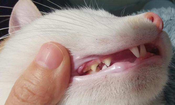 猫咪10岁掉牙？宠物护理小百科告诉你！（猫咪掉牙的原因、应对方法、护理重点）