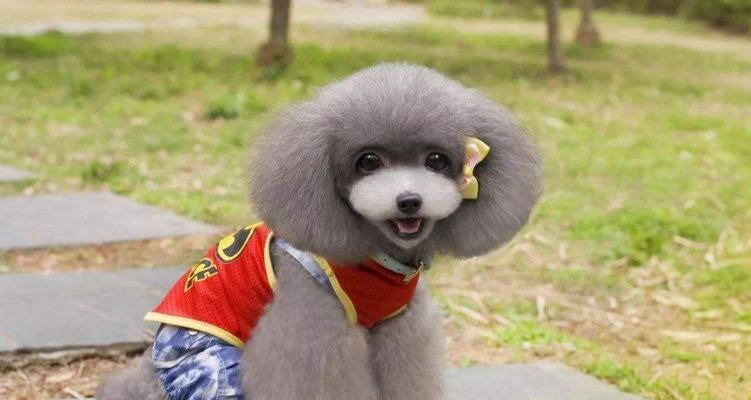 贵宾犬可以喝牛奶吗？（营养需求与喝牛奶的风险）