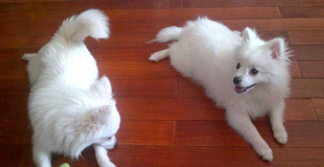 如何科学地养护银狐犬（打造健康快乐的爱宠生活）