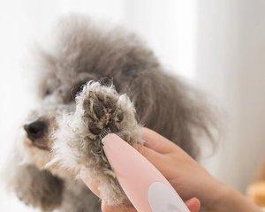 如何清洁你贵宾犬的脚掌（宠物卫生知识——让你的贵宾犬健康快乐）