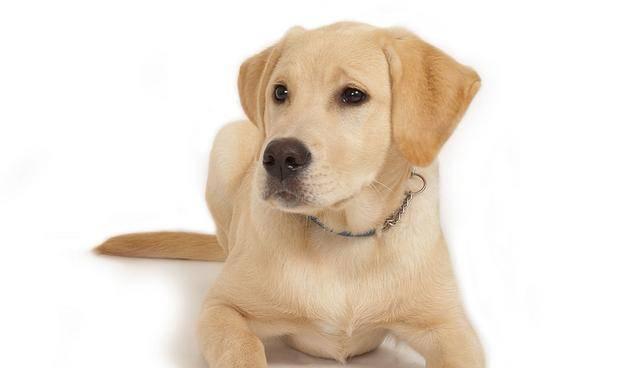 拉布拉多犬的各项特征标准剖析（宠物狗的完美选择——拉布拉多犬）