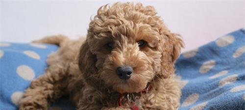 贵宾犬的暴饮暴食行为及其解决方法（探究贵宾犬喜欢乱吃东西的原因，以及如何帮助他们克服这个问题。）