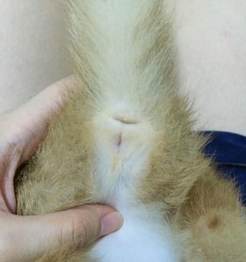 如何分辨刚出生小猫的公母（从宠物主人的角度来看）