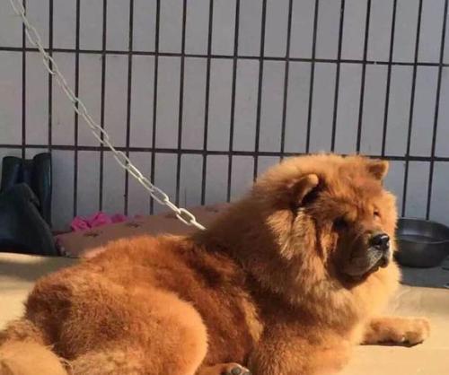 松狮犬洗澡技巧，让你的宠物更健康（松狮犬洗澡技巧，让你的宠物更健康）