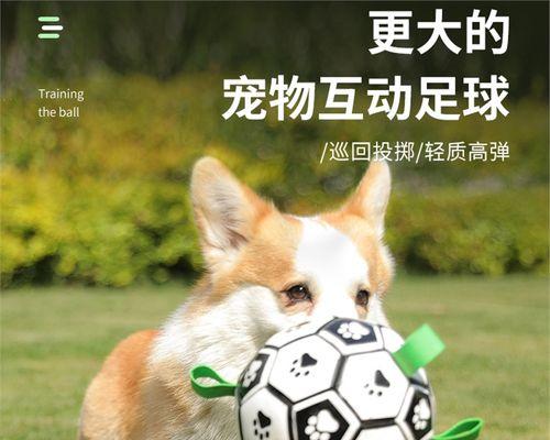 如何让你的柯基犬保持健康（有效的锻炼计划和技巧，让你的柯基犬焕发活力）