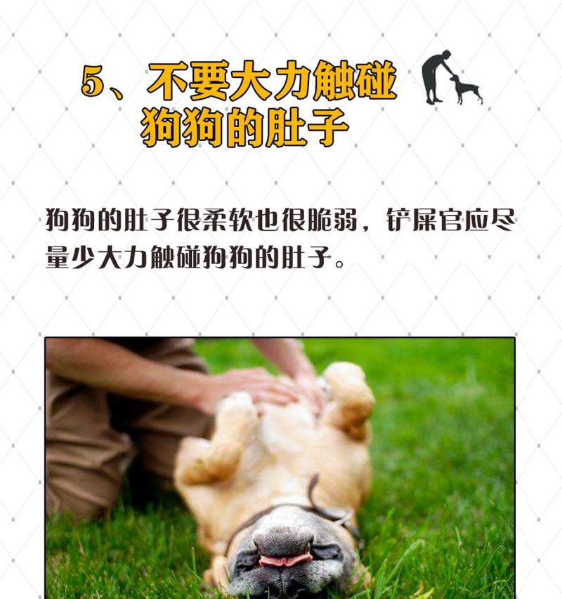 消除罗福梗犬体味的方法（让宠物散发清新气息的秘诀）