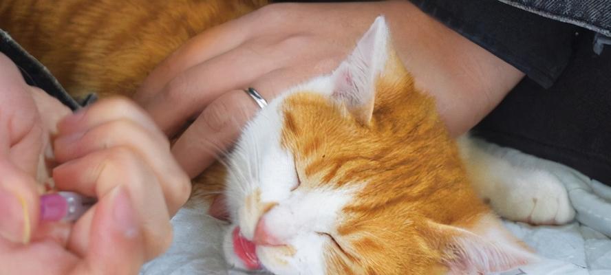 应激反应的猫咪（猫咪应激表现、应对方法与预防措施）