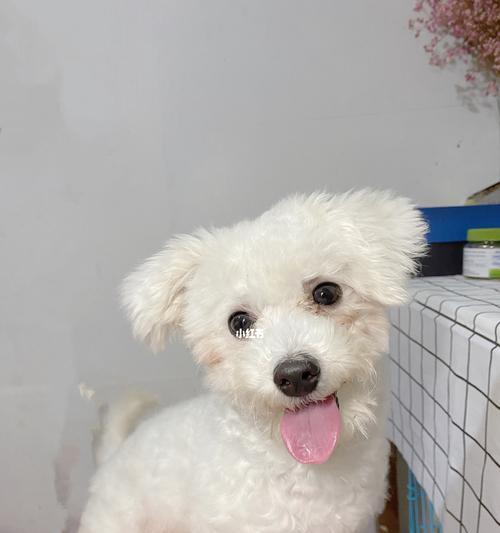 剃比熊犬胎毛的最佳时间（宠物犬的美容护理建议）