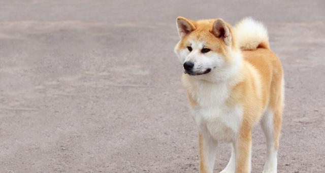 为什么不是每个人都适合养秋田犬？（从性格、生活环境到训练难度，探究养秋田犬的适宜人群）