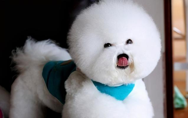 如何护理晚年比熊犬