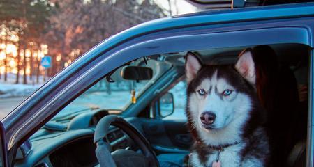 让宠物犬舒适安静地坐车的方法（从训练、准备到行车，教你做好每一个步骤）