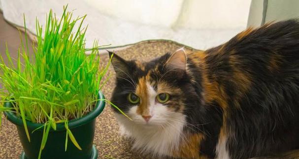 猫咪为什么吃草？（探究猫咪吃草的原因和好处。）