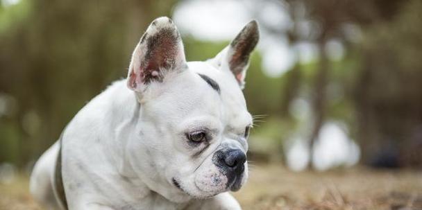 养一只法国斗牛犬需要注意的事项（以宠物为主，提高生活质量）