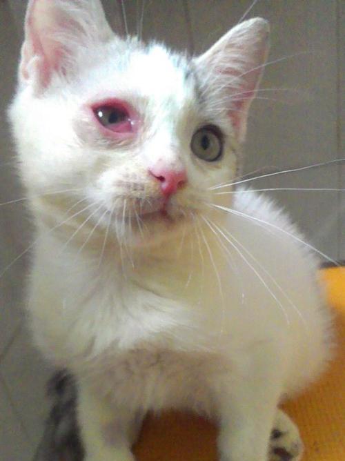 小猫流泪的原因与解决方法（深入探究小猫流泪的原因及解决方法）