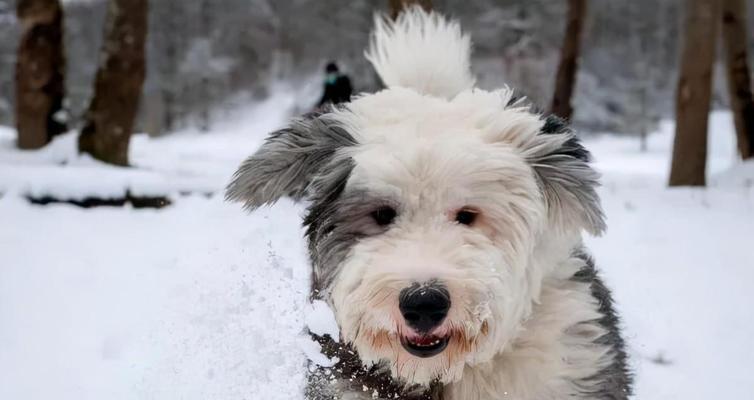 养护古代牧羊犬的全面指南（新宠物主人必读，从入门到精通！）
