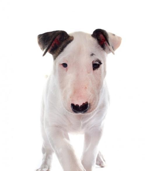 牛头梗犬肠胃炎的症状及治疗（宠物主人必看！了解如何识别和治疗牛头梗犬肠胃炎）