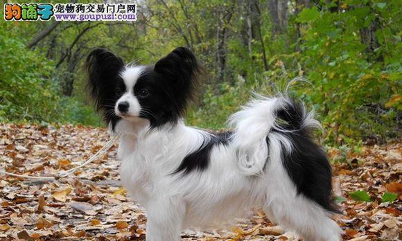 如何挑选健康的蝴蝶犬（宠物爱好者必知的蝴蝶犬养护技巧）