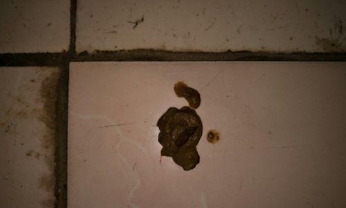 如何训练你的比熊犬定点排便（从繁琐到简单，让比熊犬快速上手）