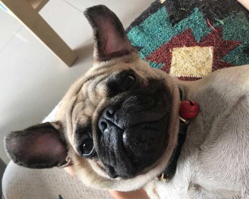 如何科学照顾高龄巴哥犬（让宠物犬的晚年生活更加健康和舒适）