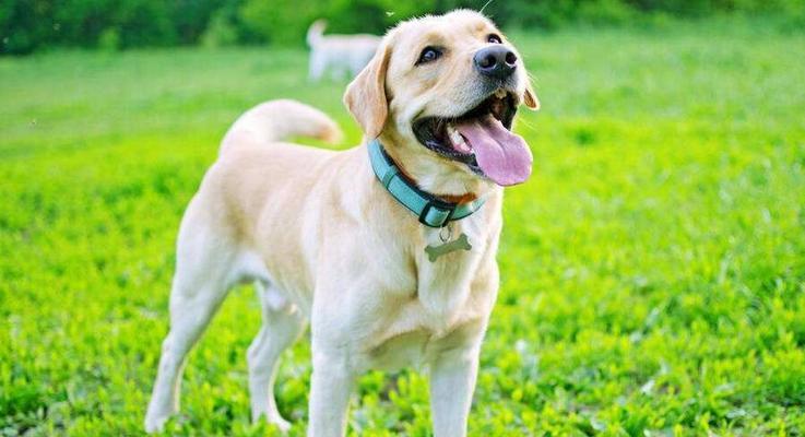 拉布拉多犬出门，牵起来更安全（宠物出行必知，不牵绝不出门）