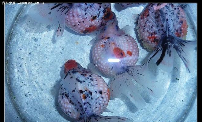 红白珍珠鳞的饲养指南（打造适合红白珍珠鳞的水族箱，让你的小宠物健康快乐）