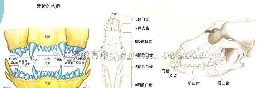 藏獒换牙之周期和注意事项（宠物养护知识分享）