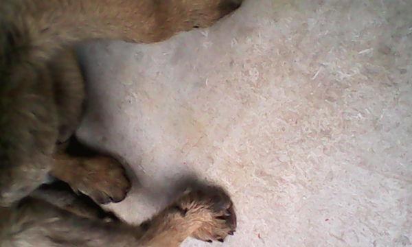 揭秘昆明犬全身发抖的原因（探究昆明犬发抖的原因与解决方法，让你的宠物不再颤抖不安！）