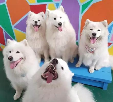 如何正确饲养萌萌哒的萨摩耶犬？（掌握这些方法，让你的萨摩耶犬健康快乐生活！）