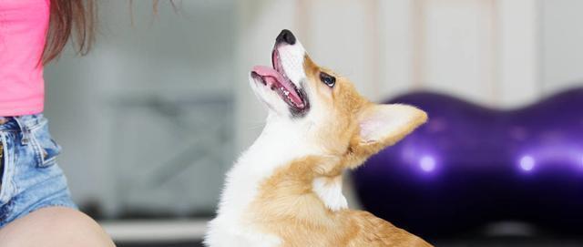 训练你的柯基犬听话技巧（如何用正确的方法训练柯基犬成为听话的宠物）