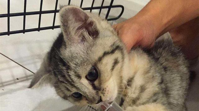 猫咪咳嗽原因分析及治疗方法（探究幼猫咳嗽的成因和预防措施）