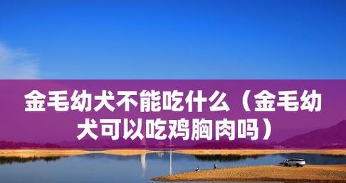 如何让金毛幼犬爱上狗粮？（针对拉不吃狗粮问题的实用指南）