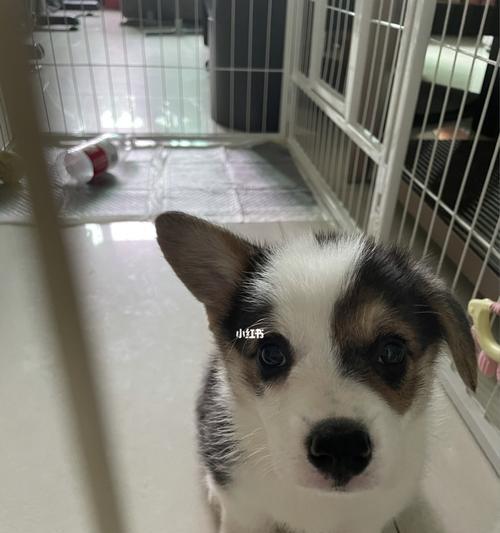 如何正确清理柯基犬耳朵？（掌握清理技巧，让宠物健康无忧）