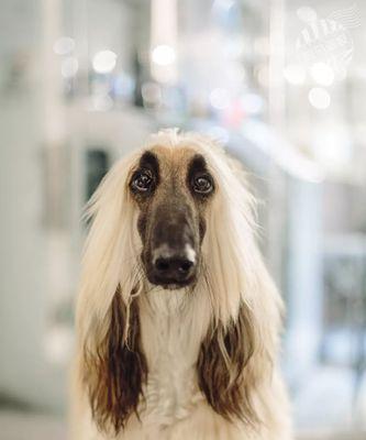 如何进行阿富汗犬的日常健康检查（一步步教你检查宠物健康，防止患病）