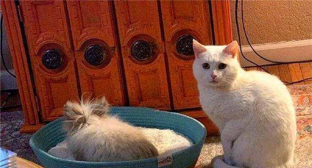 老猫和新来小猫的相处之道（如何让老猫接纳新来小猫？-宠物相处技巧）