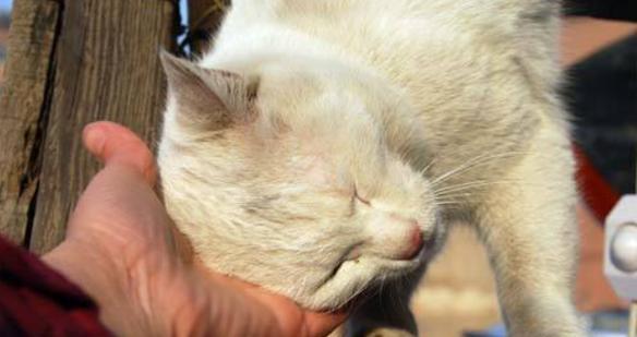 揭秘猫咪频繁挠痒原因（宠物健康必看，猫咪挠痒的原因及解决方案）